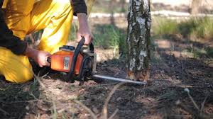 Best Lot and Land Clearing  in Chinook, MT