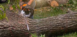 How Our Tree Care Process Works  in Chinook, MT